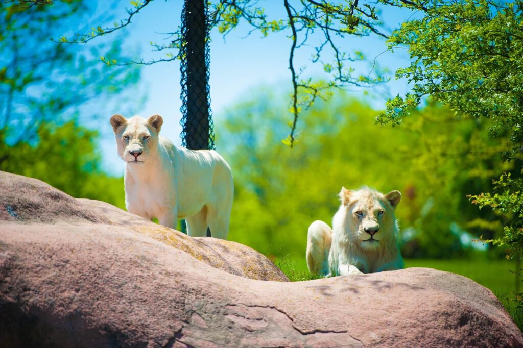 Two lions at the Toronto Zoo.